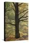 Trees in English Woodland-David Baker-Stretched Canvas