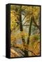 Trees in English Woodland-David Baker-Framed Stretched Canvas