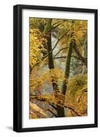 Trees in English Woodland-David Baker-Framed Photographic Print