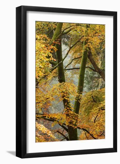 Trees in English Woodland-David Baker-Framed Photographic Print