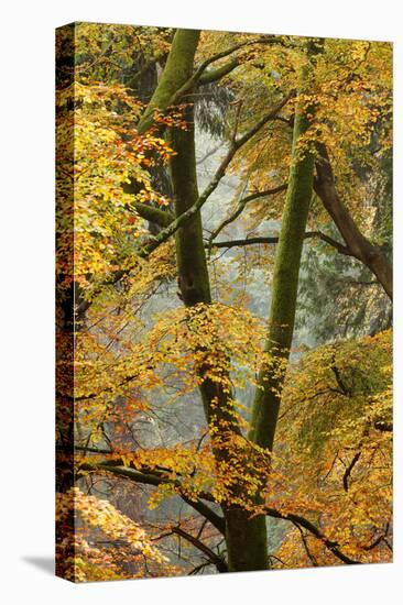 Trees in English Woodland-David Baker-Stretched Canvas