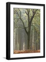 Trees in English Woodland-David Baker-Framed Photographic Print