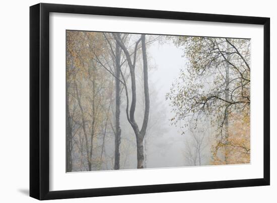 Trees in English Woodland-David Baker-Framed Photographic Print