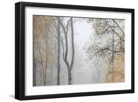 Trees in English Woodland-David Baker-Framed Photographic Print