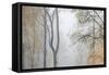 Trees in English Woodland-David Baker-Framed Stretched Canvas