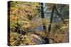 Trees in English Woodland-David Baker-Stretched Canvas