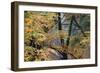 Trees in English Woodland-David Baker-Framed Photographic Print