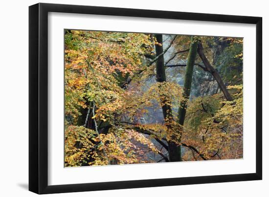 Trees in English Woodland-David Baker-Framed Photographic Print