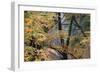 Trees in English Woodland-David Baker-Framed Photographic Print