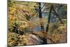 Trees in English Woodland-David Baker-Mounted Photographic Print