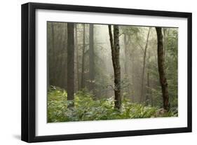 Trees in English Woodland-David Baker-Framed Photographic Print