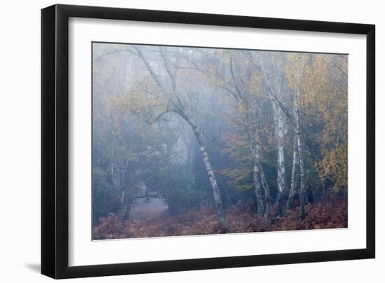 Trees in English Woodland-David Baker-Framed Photographic Print