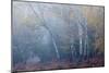 Trees in English Woodland-David Baker-Mounted Photographic Print