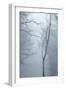 Trees in English Woodland-David Baker-Framed Photographic Print