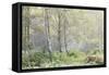 Trees in English Woodland-David Baker-Framed Stretched Canvas