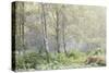 Trees in English Woodland-David Baker-Stretched Canvas