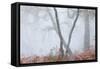 Trees in English Woodland-David Baker-Framed Stretched Canvas