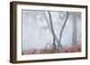 Trees in English Woodland-David Baker-Framed Photographic Print