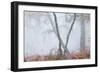 Trees in English Woodland-David Baker-Framed Photographic Print