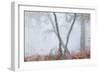 Trees in English Woodland-David Baker-Framed Photographic Print