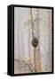 Trees in English Woodland-David Baker-Framed Stretched Canvas