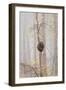 Trees in English Woodland-David Baker-Framed Photographic Print