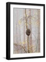 Trees in English Woodland-David Baker-Framed Photographic Print