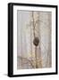 Trees in English Woodland-David Baker-Framed Photographic Print