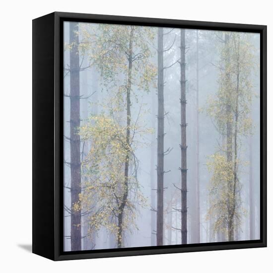 Trees in English Woodland-David Baker-Framed Stretched Canvas