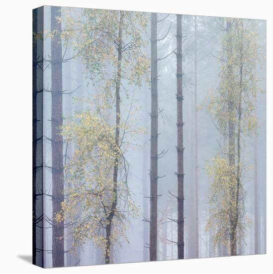 Trees in English Woodland-David Baker-Stretched Canvas