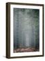 Trees in English Woodland-David Baker-Framed Photographic Print