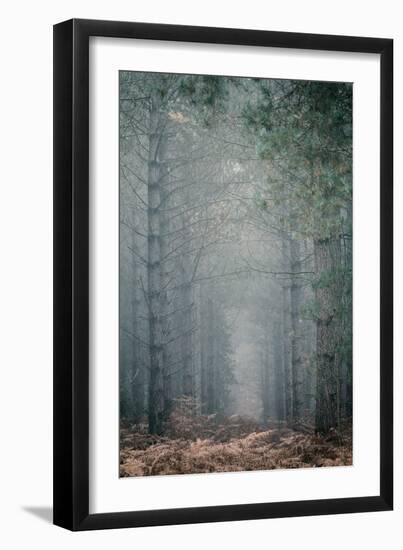 Trees in English Woodland-David Baker-Framed Photographic Print