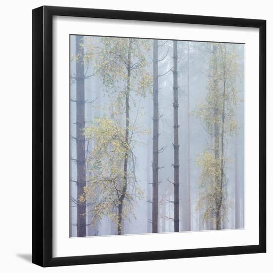 Trees in English Woodland-David Baker-Framed Photographic Print