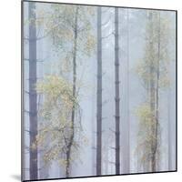 Trees in English Woodland-David Baker-Mounted Photographic Print