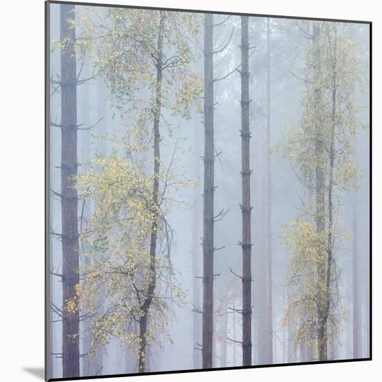 Trees in English Woodland-David Baker-Mounted Photographic Print