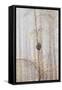 Trees in English Woodland-David Baker-Framed Stretched Canvas