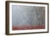 Trees in English Woodland-David Baker-Framed Photographic Print