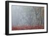 Trees in English Woodland-David Baker-Framed Photographic Print