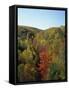Trees in Fall Colours in Woods in the Acadia National Park, Maine, New England, USA-Rainford Roy-Framed Stretched Canvas