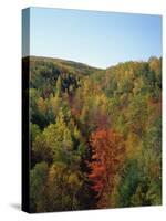 Trees in Fall Colours in Woods in the Acadia National Park, Maine, New England, USA-Rainford Roy-Stretched Canvas