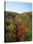 Trees in Fall Colours in Woods in the Acadia National Park, Maine, New England, USA-Rainford Roy-Stretched Canvas