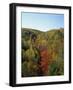 Trees in Fall Colours in Woods in the Acadia National Park, Maine, New England, USA-Rainford Roy-Framed Photographic Print