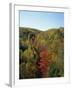 Trees in Fall Colours in Woods in the Acadia National Park, Maine, New England, USA-Rainford Roy-Framed Photographic Print