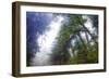 Trees in Fog and Mist Design, Northern California Coast-Vincent James-Framed Photographic Print