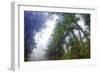 Trees in Fog and Mist Design, Northern California Coast-Vincent James-Framed Photographic Print