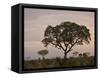 Trees in Fog at Dawn, Kruger National Park, South Africa, Africa-James Hager-Framed Stretched Canvas