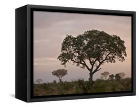 Trees in Fog at Dawn, Kruger National Park, South Africa, Africa-James Hager-Framed Stretched Canvas