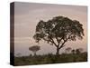 Trees in Fog at Dawn, Kruger National Park, South Africa, Africa-James Hager-Stretched Canvas