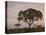 Trees in Fog at Dawn, Kruger National Park, South Africa, Africa-James Hager-Stretched Canvas