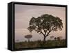 Trees in Fog at Dawn, Kruger National Park, South Africa, Africa-James Hager-Framed Stretched Canvas